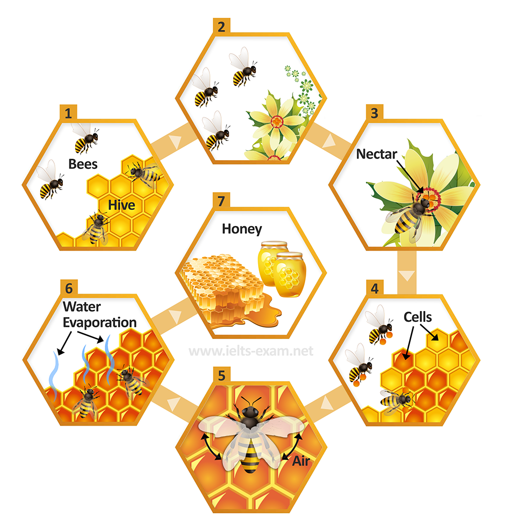IELTS Writing Task 1 Process / Diagram: The diagram illustrates how bees produce honey.